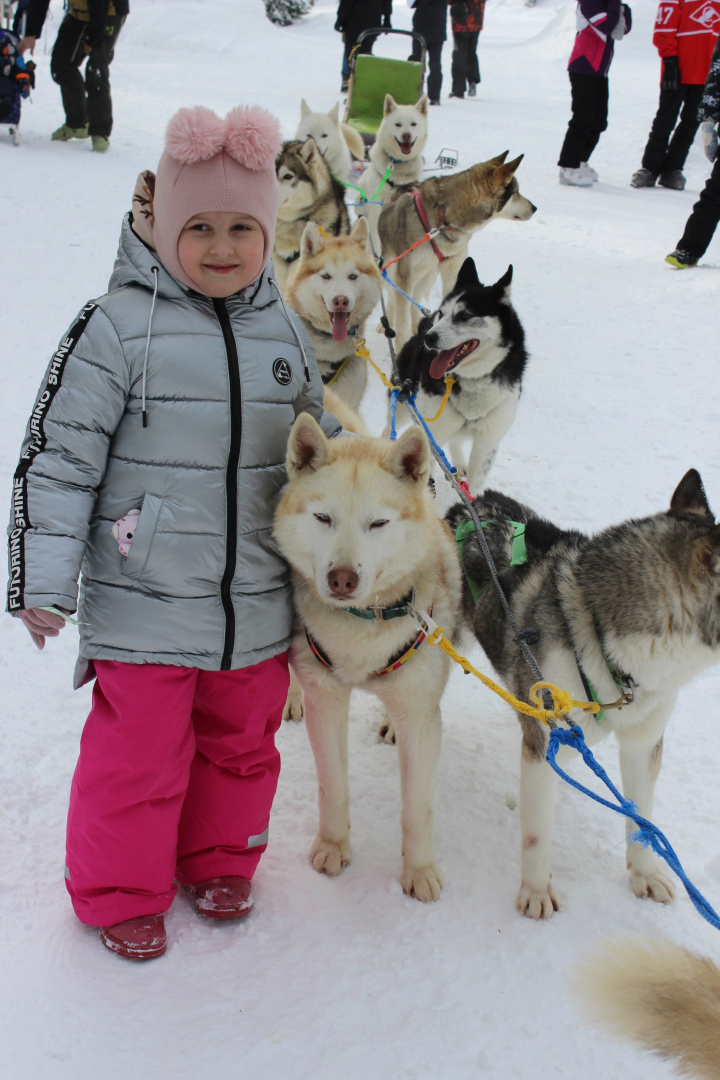 Катание на Хаски